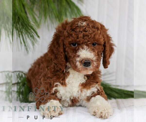 Medium Photo #5 Goldendoodle (Miniature) Puppy For Sale in LITITZ, PA, USA
