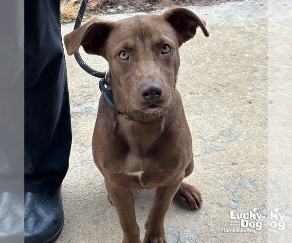 Medium Photo #2 Labrador Retriever-Unknown Mix Puppy For Sale in Washington, DC, USA