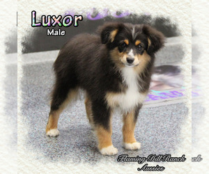 Miniature Australian Shepherd Dog for Adoption in FORESTBURG, Texas USA