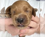 Small Photo #3 Cockapoo Puppy For Sale in SEBASTIAN, FL, USA