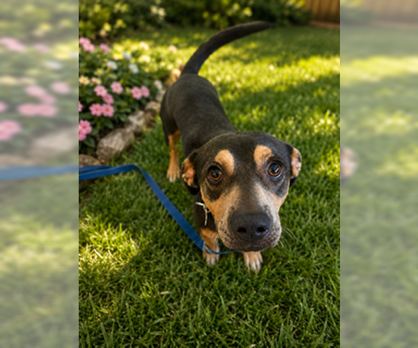 Medium Photo #5 Dachshund-Unknown Mix Puppy For Sale in San Diego, CA, USA