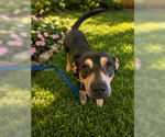 Small #4 Dachshund Mix