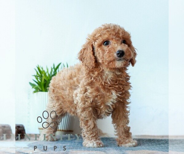 Medium Photo #4 Poodle (Miniature) Puppy For Sale in LITITZ, PA, USA