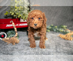 Small Photo #21 Poodle (Miniature) Puppy For Sale in WOLCOTTVILLE, IN, USA