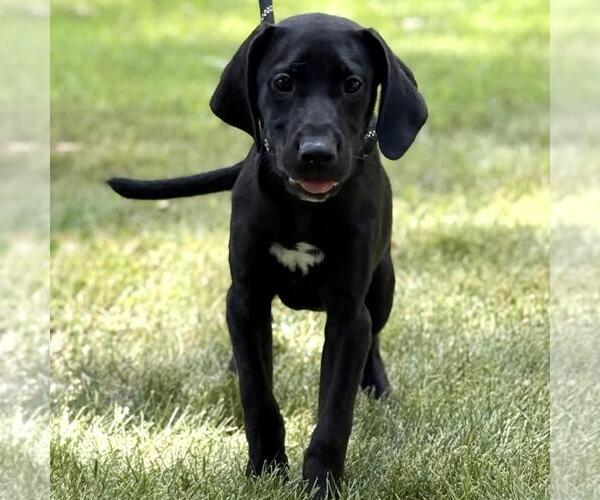 Medium Photo #4 Labrador Retriever-Unknown Mix Puppy For Sale in Yardley, PA, USA