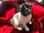 Small Photo #3 French Bulldog Puppy For Sale in PRESCOTT, AZ, USA