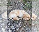Puppy Orange collar Labrador Retriever