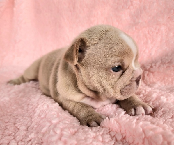 Medium Photo #5 French Bulldog Puppy For Sale in LAS VEGAS, NV, USA