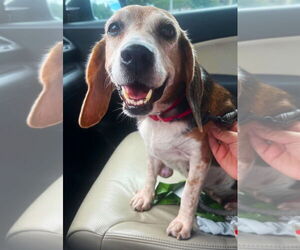 Beagle Dogs for adoption in Dunnellon, FL, USA