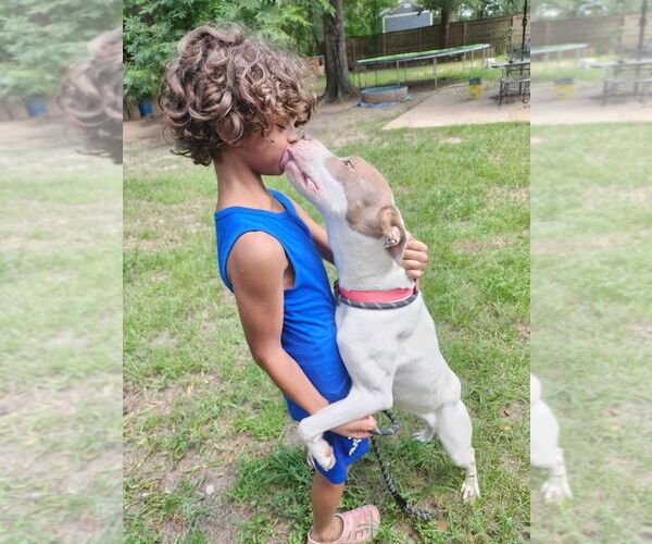 Medium Photo #7 American Staffordshire Terrier-Labrador Retriever Mix Puppy For Sale in Brewster, NY, USA