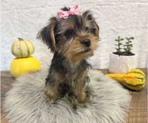 Yorkshire Terrier Puppy for sale in NAPPANEE, IN, USA