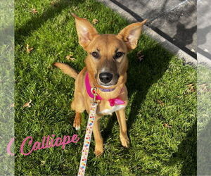 Calliope #miss-congeniality - Female Australian Kelpie-Unknown Mix Dog for Adoption - Photo #3
