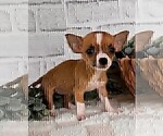 Small #13 Chihuahua