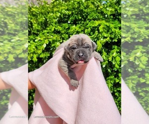Cane Corso Puppy for sale in CAMBY, IN, USA
