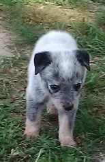 Australian Cattle Dog Puppy for sale in LEDBETTER, TX, USA
