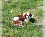 Small #17 Cavalier King Charles Spaniel