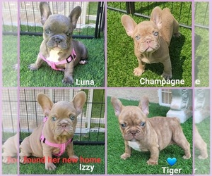 French Bulldog Puppy for sale in LAS VEGAS, NV, USA