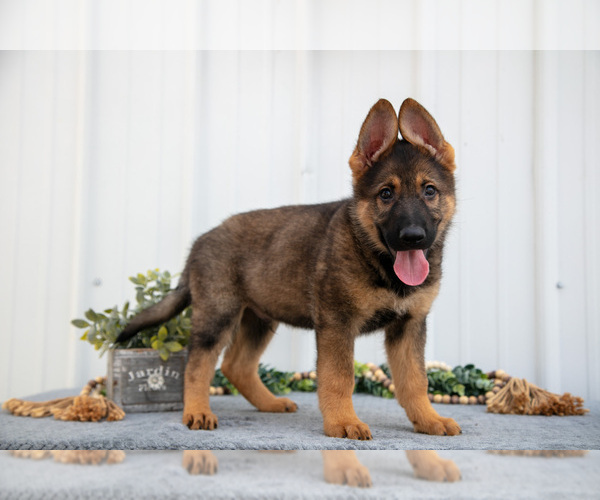 Medium Photo #26 German Shepherd Dog Puppy For Sale in SHIPSHEWANA, IN, USA