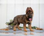 Small #2 German Shepherd Dog