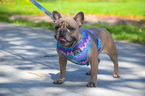 Small Photo #1 French Bulldog Puppy For Sale in LOXAHATCHEE, FL, USA