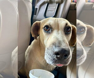 Biscuit - Male Labrador Retriever-Unknown Mix Dog for Adoption - Photo #4