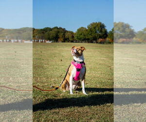Emma - Female American Staffordshire Terrier-Unknown Mix Dog for Adoption - Photo #5
