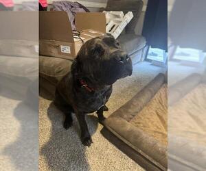 Mutt Dogs for adoption in San Antonio, TX, USA