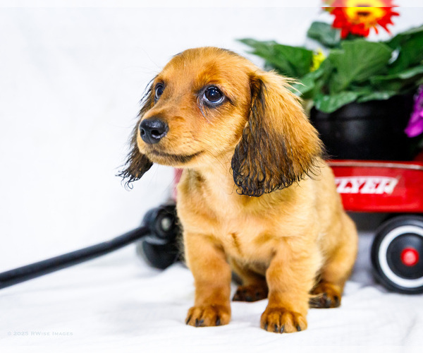 Medium Photo #4 Dachshund Puppy For Sale in WAKARUSA, IN, USA