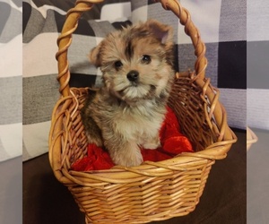 Morkie Puppy for sale in NEW BRAUNFELS, TX, USA