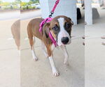 Small #2 Great Dane Mix