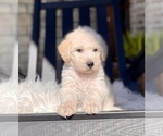 Small Photo #8 Labradoodle Puppy For Sale in TAHLEQUAH, OK, USA