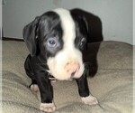 Small #5 American Bulldog