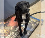 Small Labrador Retriever-Retriever  Mix