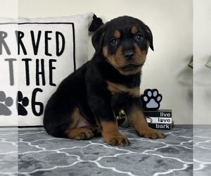 Rottweiler Puppy for sale in GREENFIELD, IN, USA