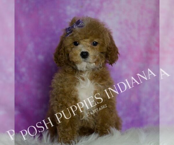 Medium Photo #36 Maltipoo (Miniature) Puppy For Sale in WARSAW, IN, USA