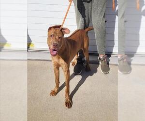 American Bulldog-Unknown Mix Dogs for adoption in Louisville, KY, USA