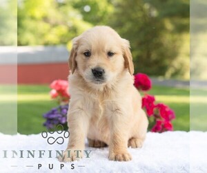 Golden Retriever Puppy for sale in NEWPORT, PA, USA