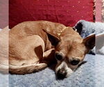 Small #8 Chihuahua