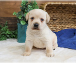 Small #8 Labrador Retriever