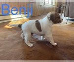 Small Photo #4 Jack Russell Terrier Puppy For Sale in CANNON FALLS, MN, USA
