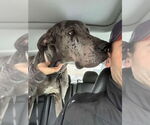 Small #3 Great Dane