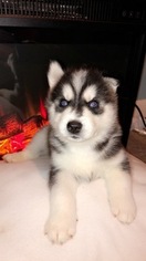 Siberian Husky Puppy for sale in SOUTH ELGIN, IL, USA