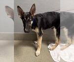Small German Shepherd Dog Mix