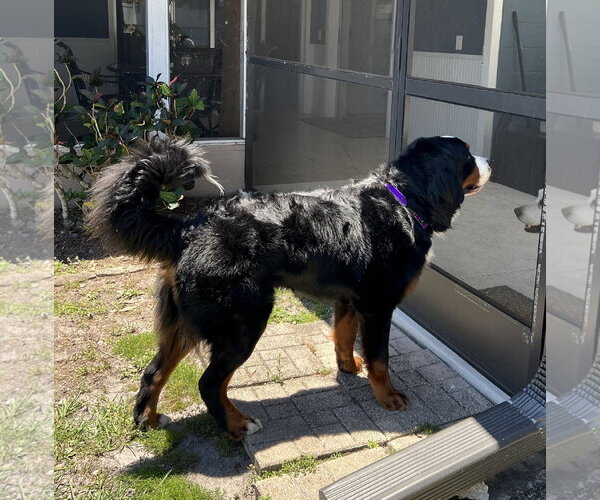 Medium Photo #8 Bernese Mountain Dog Puppy For Sale in Valrico, FL, USA