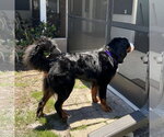 Small #7 Bernese Mountain Dog