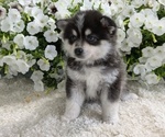 Small #2 Pomsky