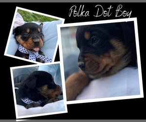 Rottweiler Puppy for Sale in Bethalto, Illinois USA