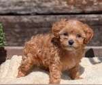 Small #5 Cavapoo (Miniature)