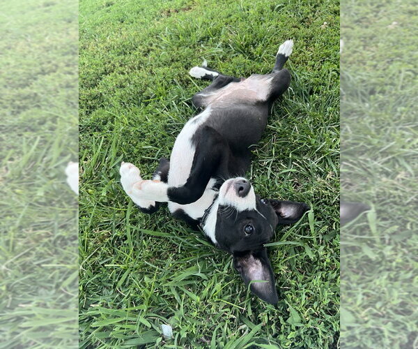Medium Photo #3 Labrador Retriever-Unknown Mix Puppy For Sale in Aurora, IN, USA