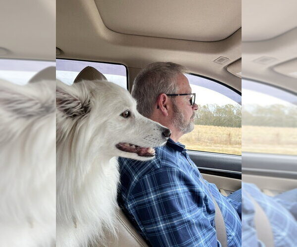 Medium Photo #4 American Eskimo Dog Puppy For Sale in Pikesville, MD, USA